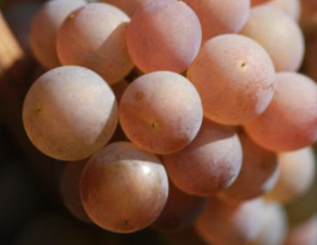 Nahaufnahme von Grauburgundertrauben