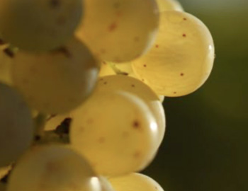 Nahaufnahme von Rieslingtrauben