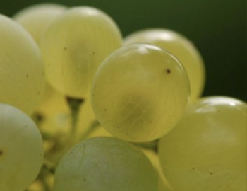 Nahaufnahme von Rivaner Trauben