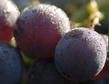 Nahaufnahme von Spätburgundertrauben