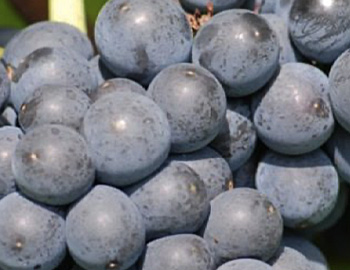 Nahaufnahme von St. Laurent Trauben