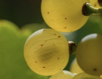 Nahaufnahme von Weißburgundertrauben